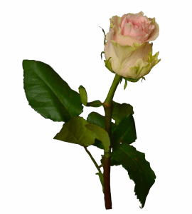 Троянда Дюшес