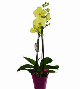 Лимонная орхидея фаленопсис