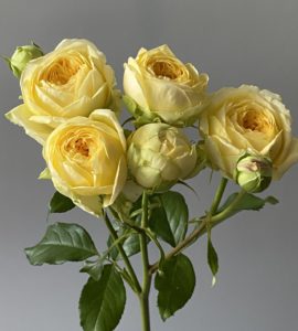 Кустовая роза 'Пиони бабелз'