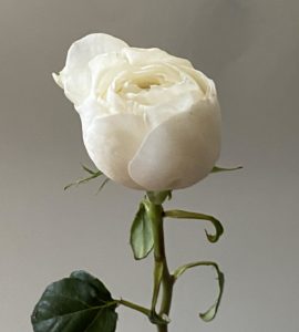 Пионовидная роза 'Вайт Клауд'