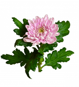 Хризантема Розовая
