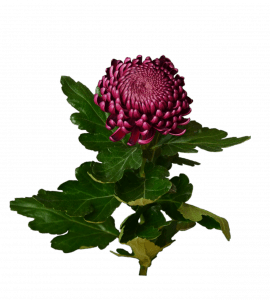 Хризантема бордовая – Интернет-магазин цветов STUDIO Flores