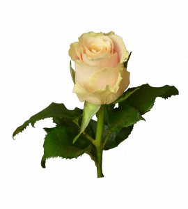 Троянда 'Шарман' – Інтернет-магазин квітів STUDIO Flores