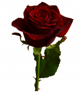 Роза Гран При – Интернет-магазин цветов STUDIO Flores
