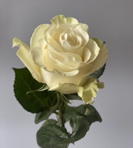 Роза Мондиаль – Интернет-магазин цветов STUDIO Flores