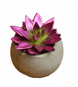 Ехеверія фарбована металік – Інтернет-магазин квітів STUDIO Flores