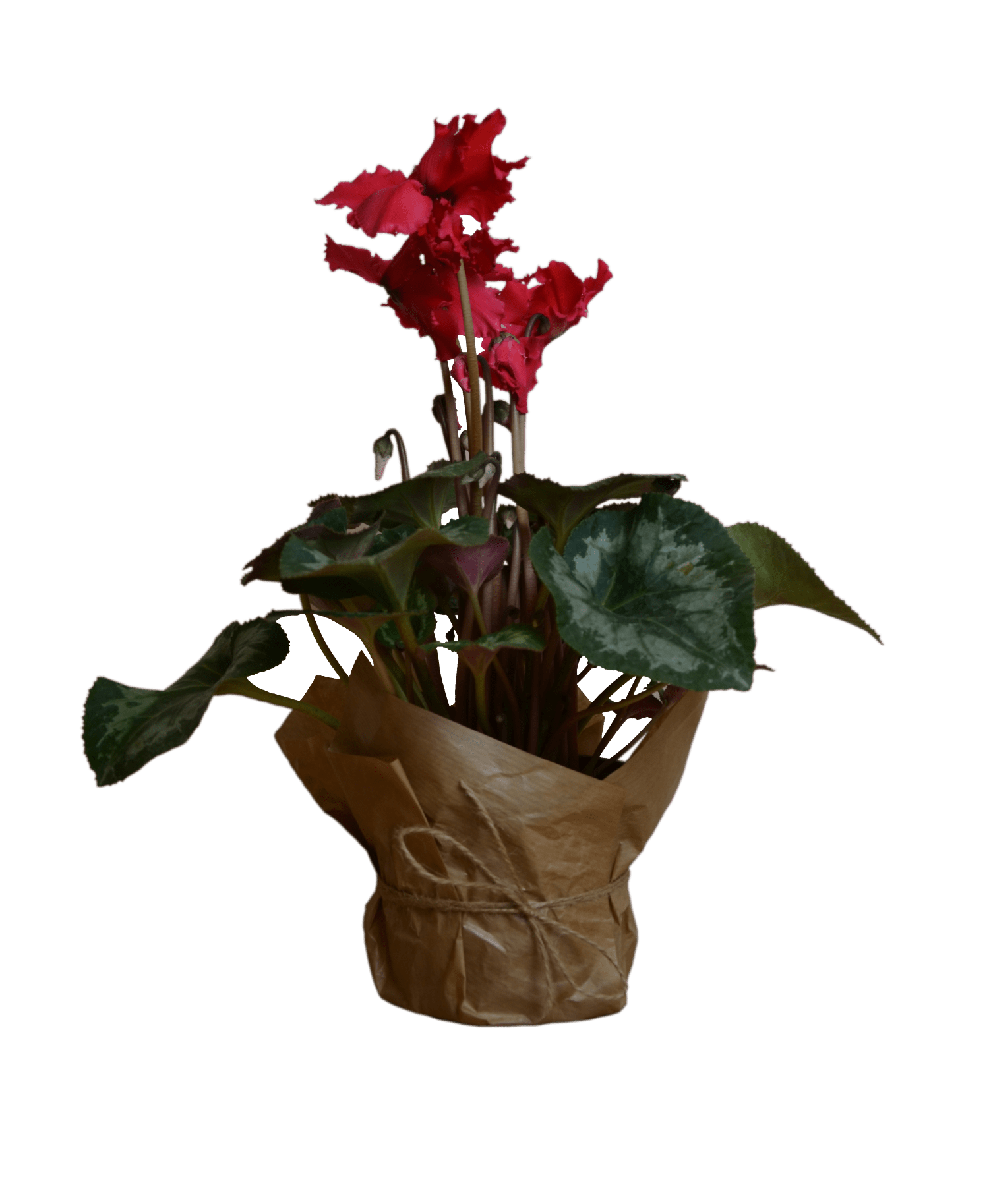 Order Bouquet Of Flowers Cyclamen With Delivery Across Kiev Studio Flores