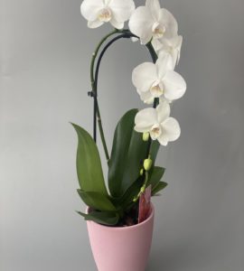 Белая орхидея фаленопсис – Интернет-магазин цветов STUDIO Flores