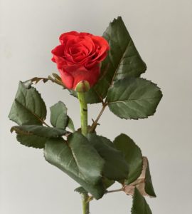 Red rose El Toro – Flower shop STUDIO Flores