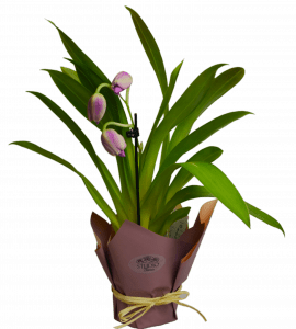 Орхідея Мілтонія – Інтернет-магазин квітів STUDIO Flores
