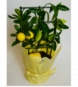 Цитрус Лимон – Интернет-магазин цветов STUDIO Flores