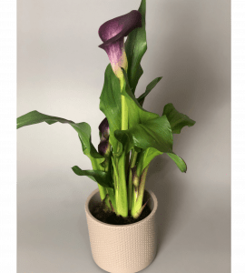 Calla – Flower shop STUDIO Flores