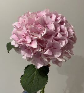Розовая гортензия – Интернет-магазин цветов STUDIO Flores