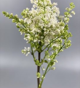 Сирень белая – Интернет-магазин цветов STUDIO Flores