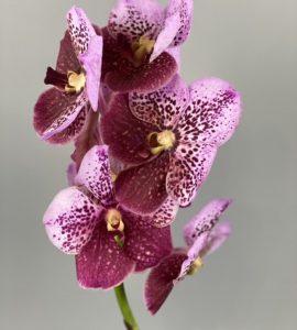 Орхидея Ванда – Интернет-магазин цветов STUDIO Flores