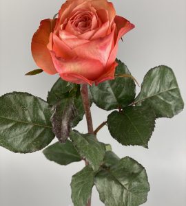 Троянда Кахала – Інтернет-магазин квітів STUDIO Flores