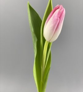 Тюльпан розовый – Интернет-магазин цветов STUDIO Flores