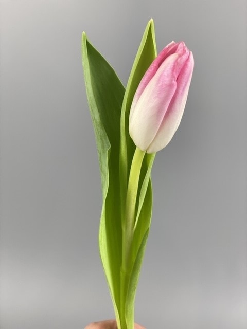 Tulip pink - buy with delivery in Kiev - best prices for Flowers in the ...