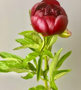 Peony burgundy – Flower shop STUDIO Flores