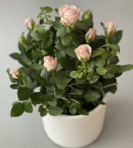 Троянда Форевер – Інтернет-магазин квітів STUDIO Flores