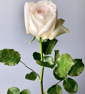 Роза Вайт О'Хара – Интернет-магазин цветов STUDIO Flores