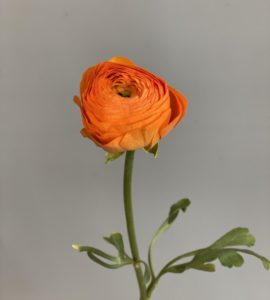 Ранункулюс оранжевый – Интернет-магазин цветов STUDIO Flores
