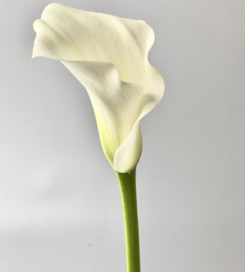 Калла белая – Интернет-магазин цветов STUDIO Flores