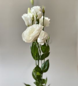 Eustoma white – Flower shop STUDIO Flores