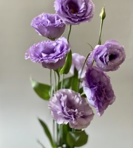 Eustoma lavender – Flower shop STUDIO Flores