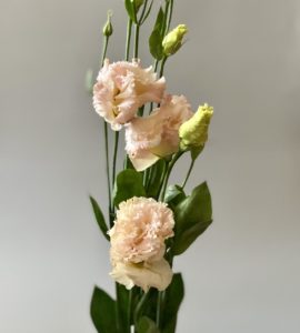 Eustoma peach – Flower shop STUDIO Flores