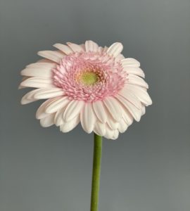 Gerbera pink – Flower shop STUDIO Flores