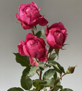 Роза Джульетта Черизе – Интернет-магазин цветов STUDIO Flores