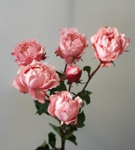 Роза кустовая Джульетта – Интернет-магазин цветов STUDIO Flores