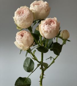 Роза Мансфилд Парк – Интернет-магазин цветов STUDIO Flores