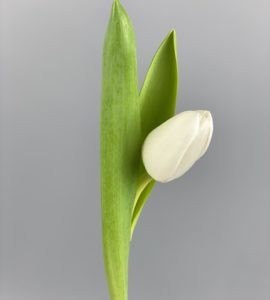 Тюльпан белый – Интернет-магазин цветов STUDIO Flores