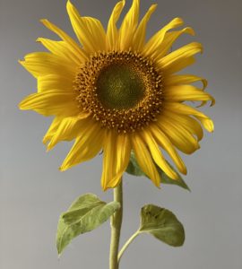 Bouquet with sunflowers – Flower shop STUDIO Flores
