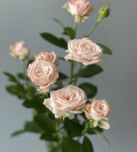 Троянда кущова 'Бомбастік' – Інтернет-магазин квітів STUDIO Flores