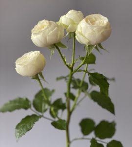 Rose Snow World – Flower shop STUDIO Flores