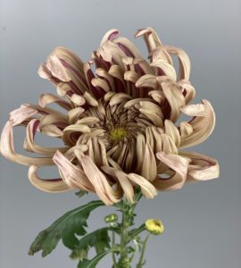 Хризантема Виенна коричневая – Интернет-магазин цветов STUDIO Flores