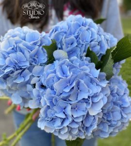 Пять голубых гортензий – Интернет-магазин цветов STUDIO Flores