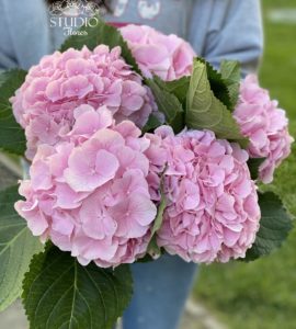 Пять розовых гортензий – Интернет-магазин цветов STUDIO Flores