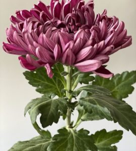 Ten Chrysanthemum Daily Miror