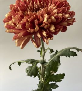 Ten Chrysanthemum Salm