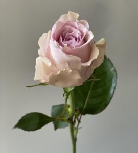 Ten pink roses "Lovanna"