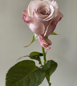 Ten cream roses "Lovelace"