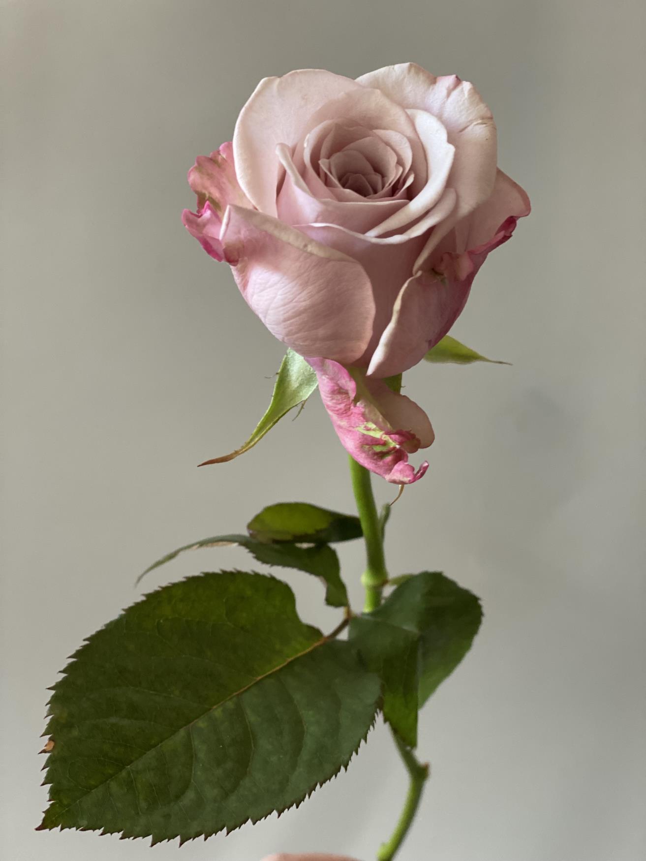 роза сорта Lovelace высотой 40-50 см. В нашем интернет магазине вы можете п...