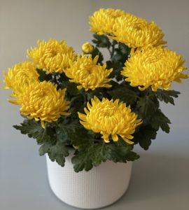 Желтая хризантема в вазоне – Интернет-магазин цветов STUDIO Flores