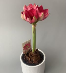 Амариллис розовый – Интернет-магазин цветов STUDIO Flores