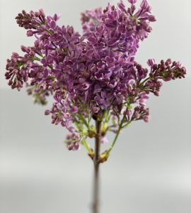 Lilac lilac – Flower shop STUDIO Flores