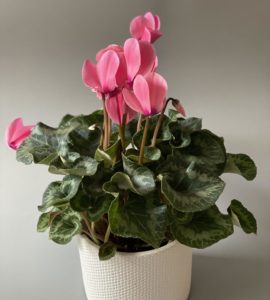 Цикломен розовый – Интернет-магазин цветов STUDIO Flores